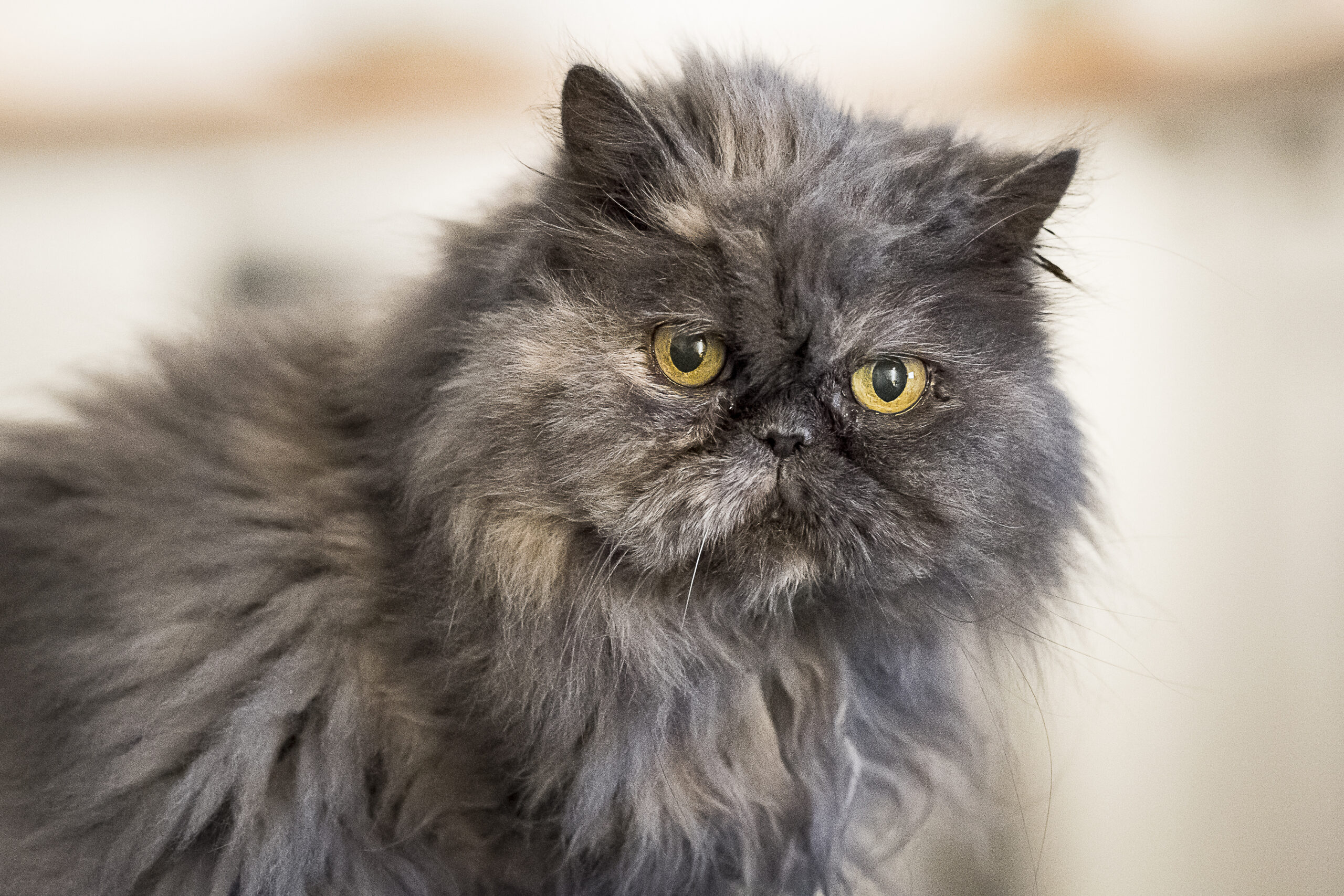 cover image of the website loveanimals.science