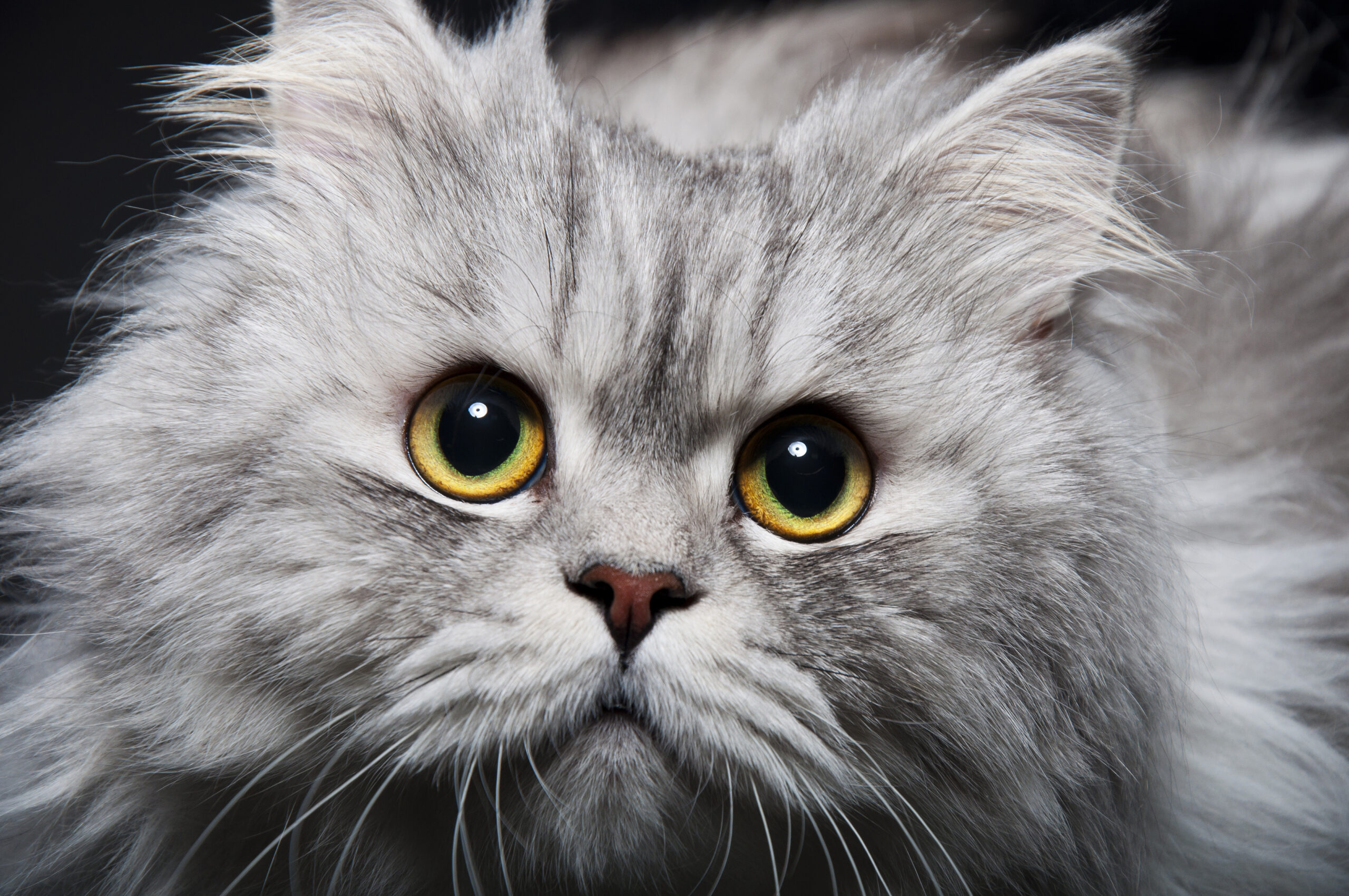 foto copertina per homepage di un gattio persiano