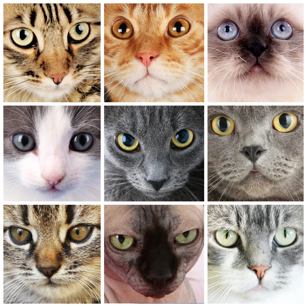 immagine dell' homepage per la sezione gatti