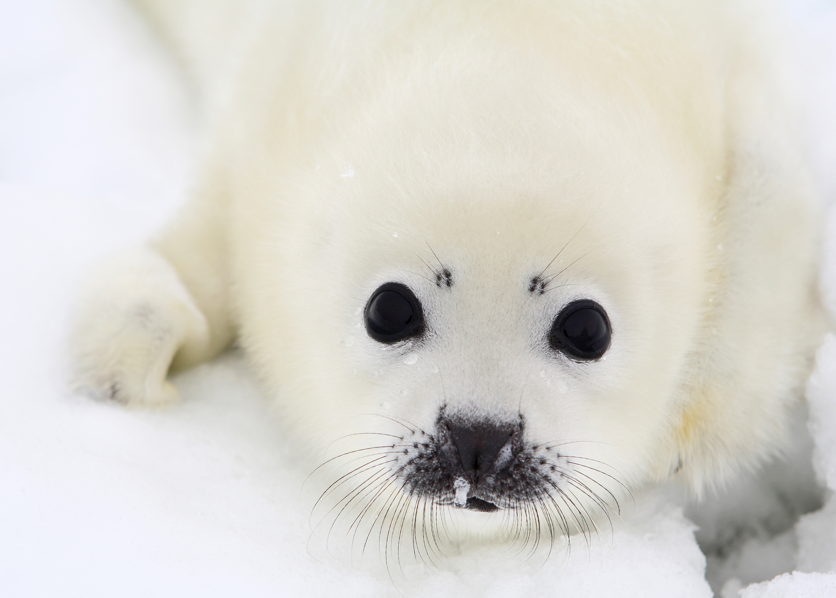 foto copertina rappresentante una foca